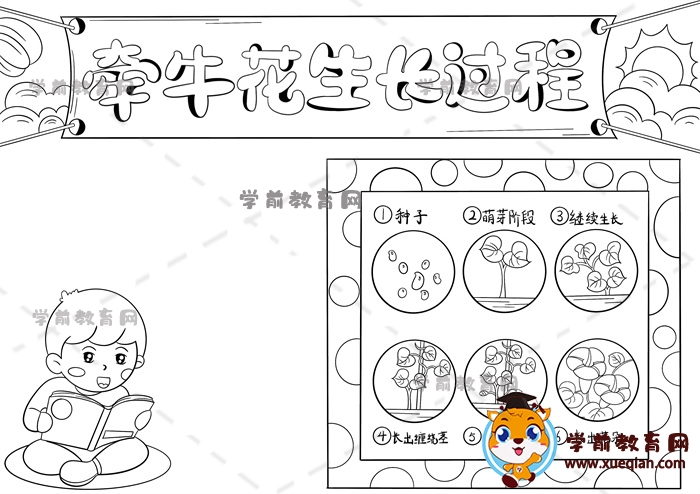 牽牛花生長過程手抄報